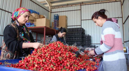 Kirazda fiyatlar 40 ile 80 TL bandında