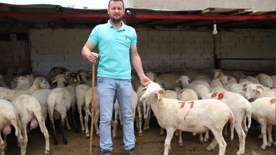 Küçükbaş kurbanlık fiyatları daha uygun