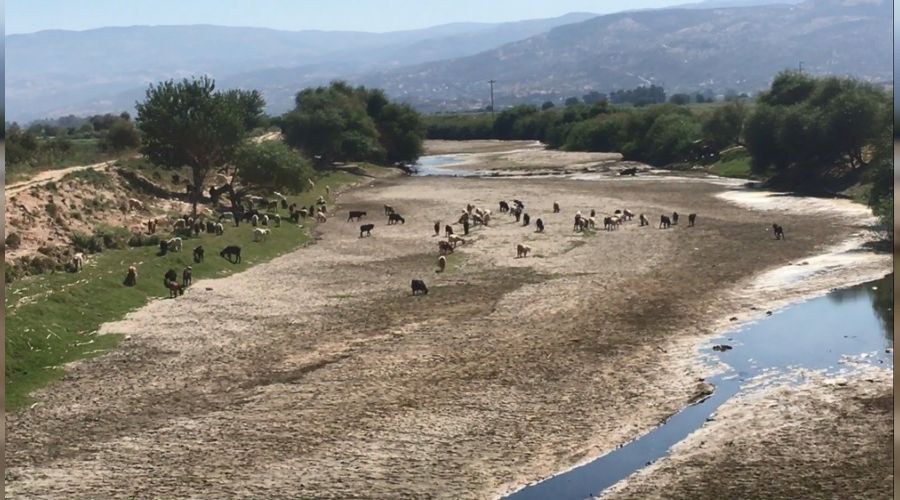 Kuruyan Byk Menderes koyunlara otlak oldu