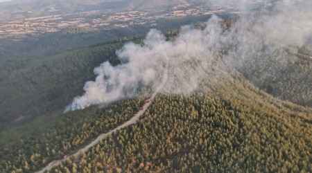 Lapseki'de orman yangını