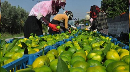 Mandalina ihracatı roketledi