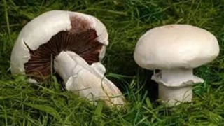 Mantardan zehirlenen anne ve kızı hastaneye kaldırıldı