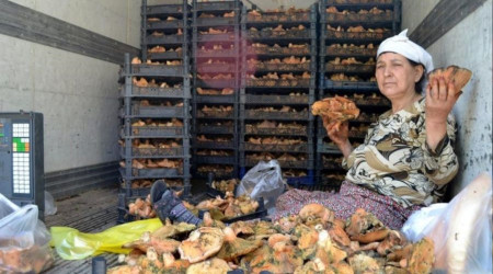 Milas'ta Çıntar mevsimi başladı, kilosu 150 TL'den satılıyor