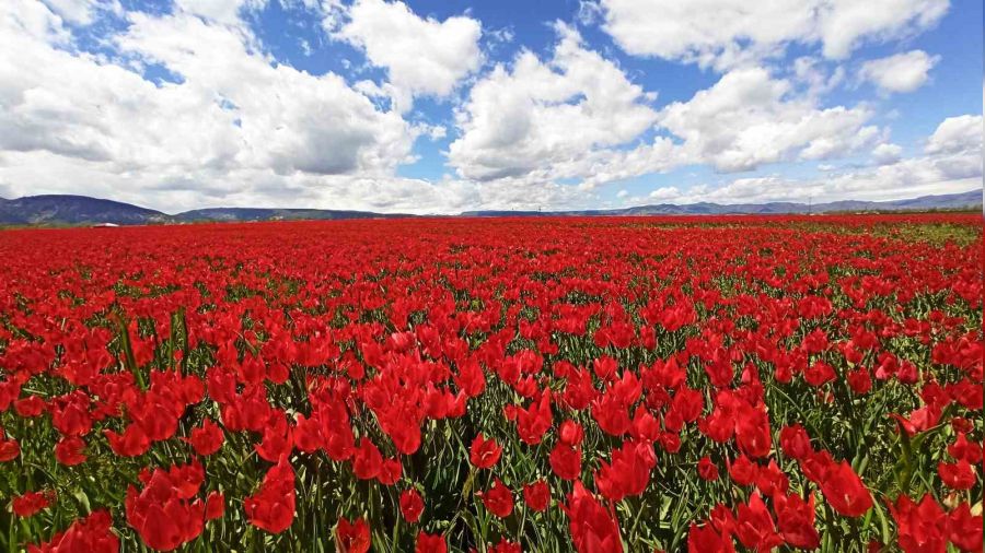 Muş Ovası'ndan huzur veren görüntüler