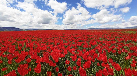 Muş Ovası'ndan huzur veren görüntüler