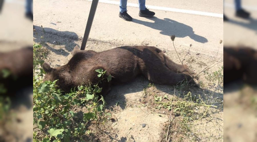 Nedir bu hayvanların insanlardan çektiği