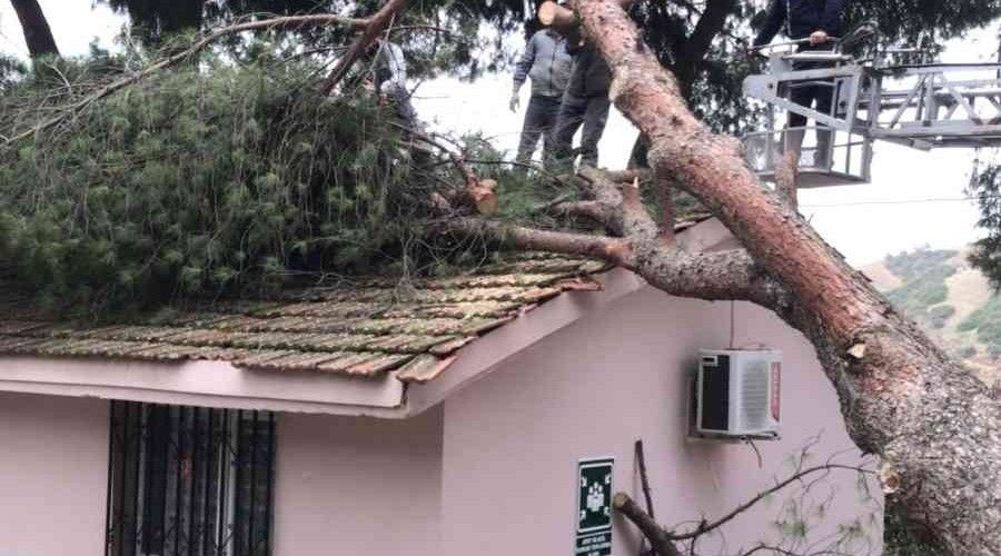 Okul binasının üstüne ağaç devrildi