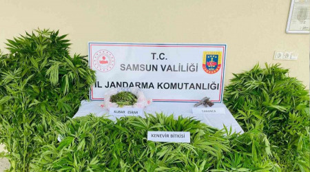 Ormanlık alanda ekili 877 kök kenevir ele geçirildi