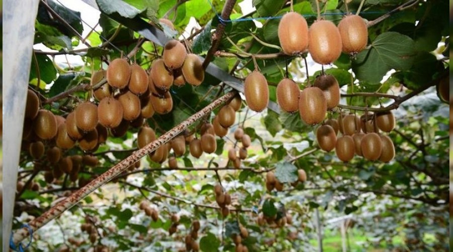 Pandemide C vitamini deposu kiviye ilgi arttı