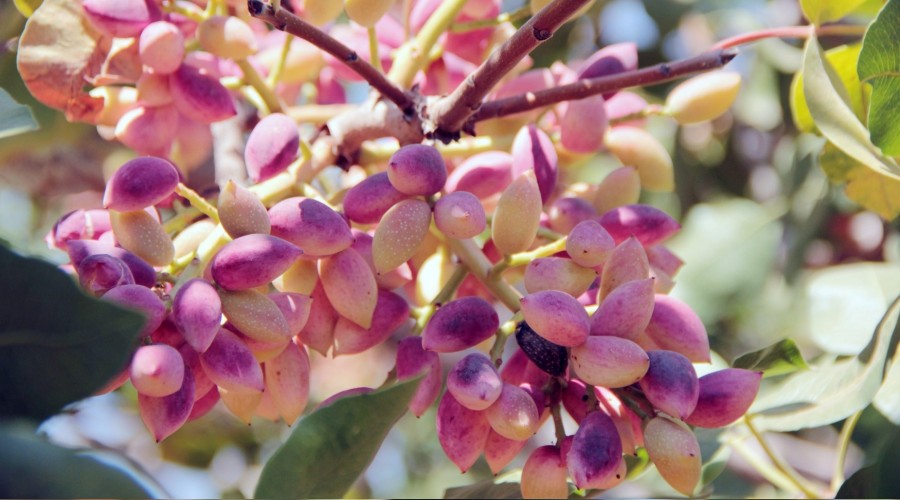 Rekolte 388 bin ton bekleniyor