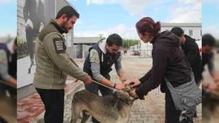 Sahiplendikleri hayvanları sokağa bırakanlara çipli takip