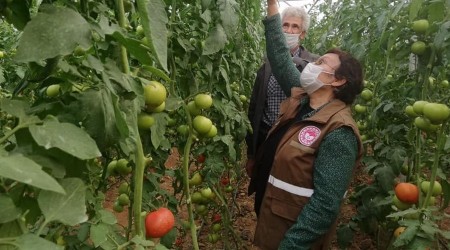 Seracılık gelişiyor