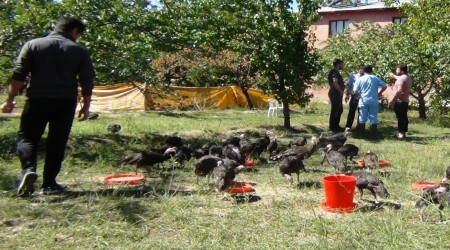Şimdi de kümes hayvanları telef oluyor