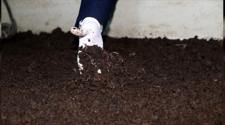Solucan gübresi rekolteyi artırdı