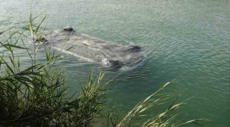 Sulama kanalına düşen otomobilden 3 erkek cesedi çıktı