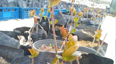 'Süper meyve' aronya Kırklareli'nde yetişecek