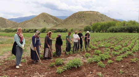 Tarlada çapalama işini eğlenceye çevirdiler