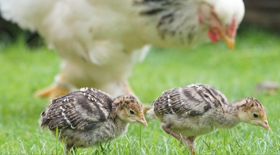 Tavuk eti arttı, hindi eti azaldı
