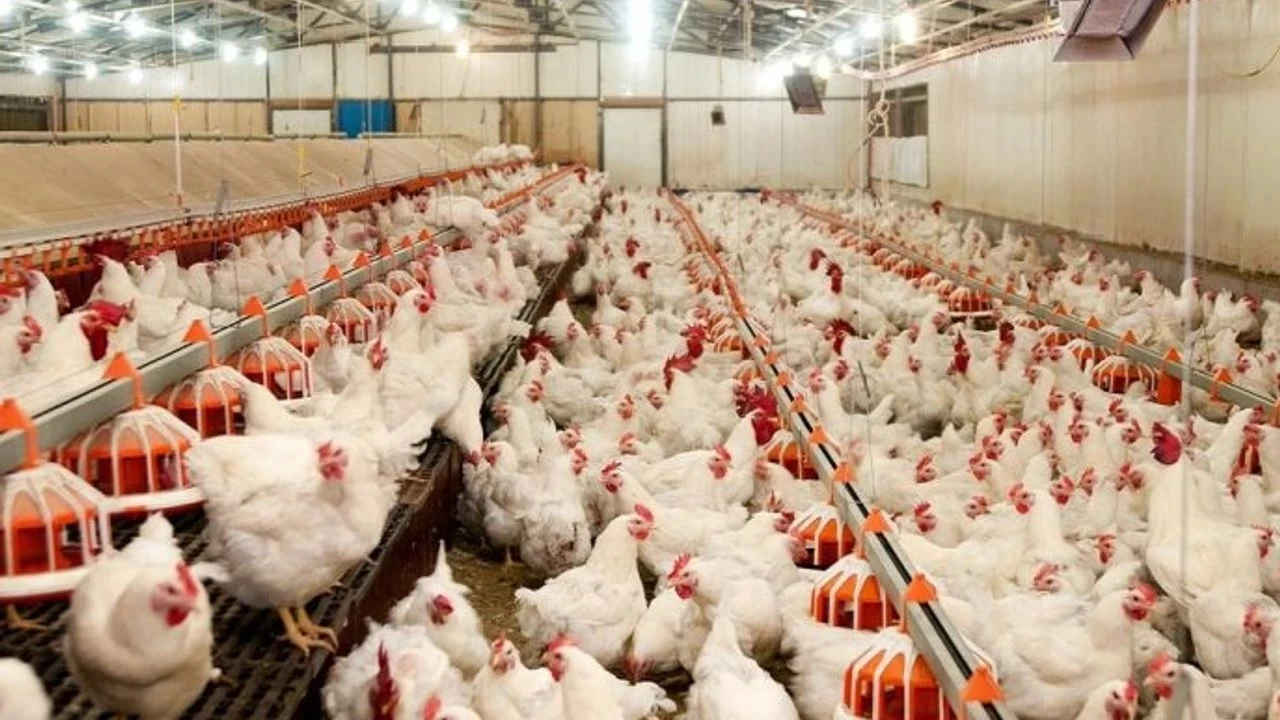 Tavuk eti ve yumurta üretimi nisanda yüzde 6.1 azaldı