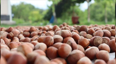 TMO geçmiş yılların fındığını almayacak