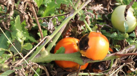 Tohum deneyinde hibrit domatesler çürürken yerli tohumlar büyümeye devam etti