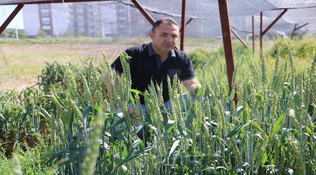 Türk bilim adamları: Küresel ısınmaya dirençli bitki üretiyor