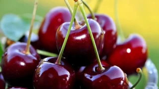 Türkiye, kiraz üretiminde dünya lideri