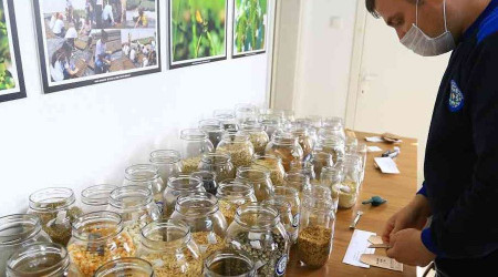 Türkiye'nin 80 iline yerel tohum dağıtımı 1 Şubat'ta başlıyor