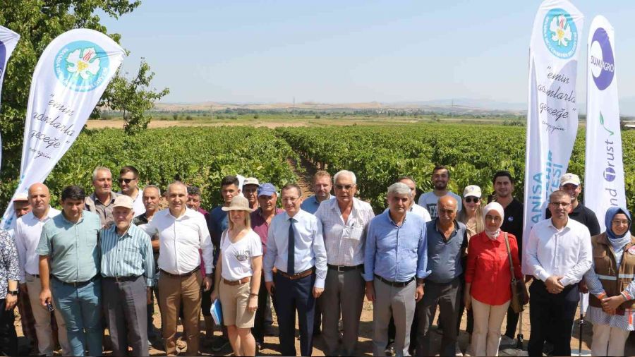 Üzümde salkım güvesine karşı biyoteknik mücadele