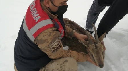 Yaralı dağ keçisi koruma altına alındı