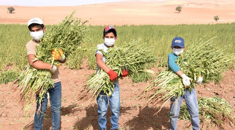 Yerli ve milli susamların ilk hasadı yapıldı