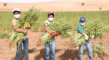 Yerli ve milli susamların ilk hasadı yapıldı