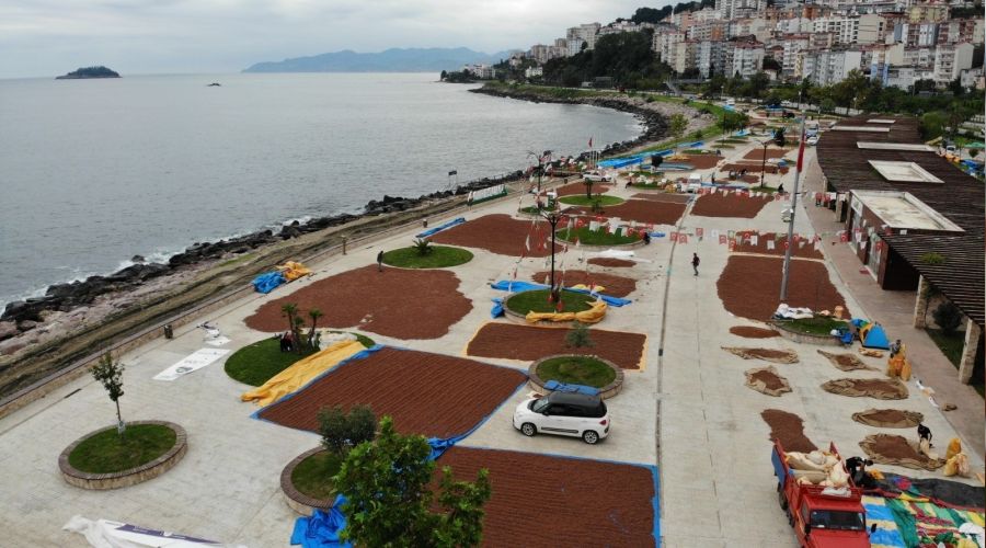 Yollar fındık harmanı oldu