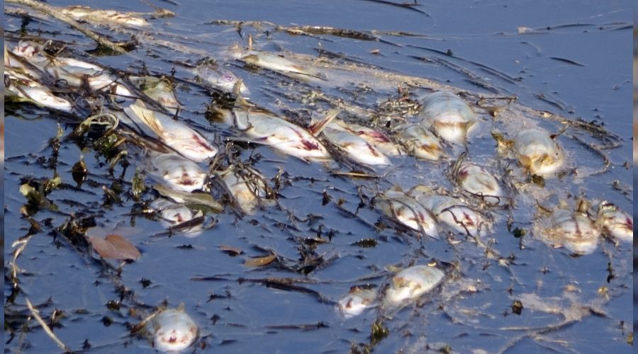 Yüksekova'da korkutan balık ölümleri