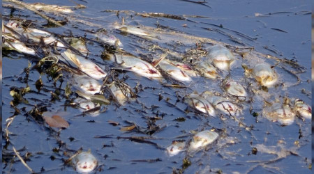 Yüksekova'da korkutan balık ölümleri
