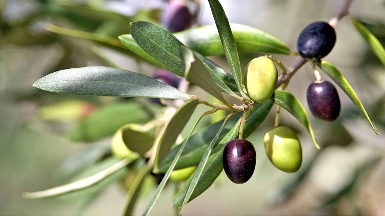 Zeytin yapraklar sala ok faydal