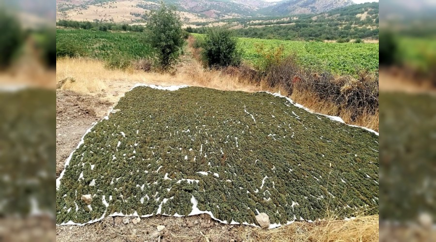 1 ton 418 kilogram esrar ele geçirildi