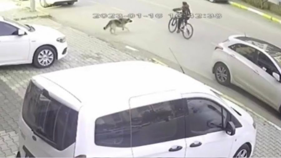 11 yaşındaki çocuğa köpek saldırdı