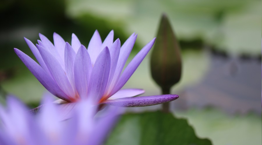 ‘Adalet, Allah'ın tayin ettiği ölçüdür’