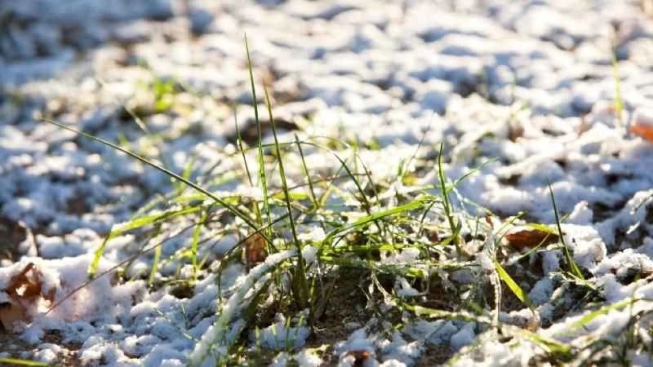 Antarktika'da sıcaklık artışı bitki örtüsünü değiştiriyor!