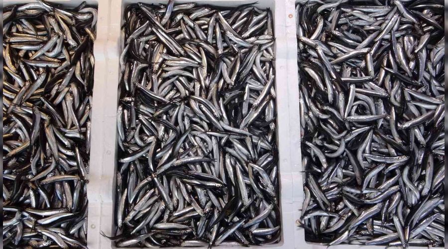 Av yasağı hamsiye yaradı