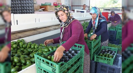 Avokado topland gn ihracat yolculuuna kyor