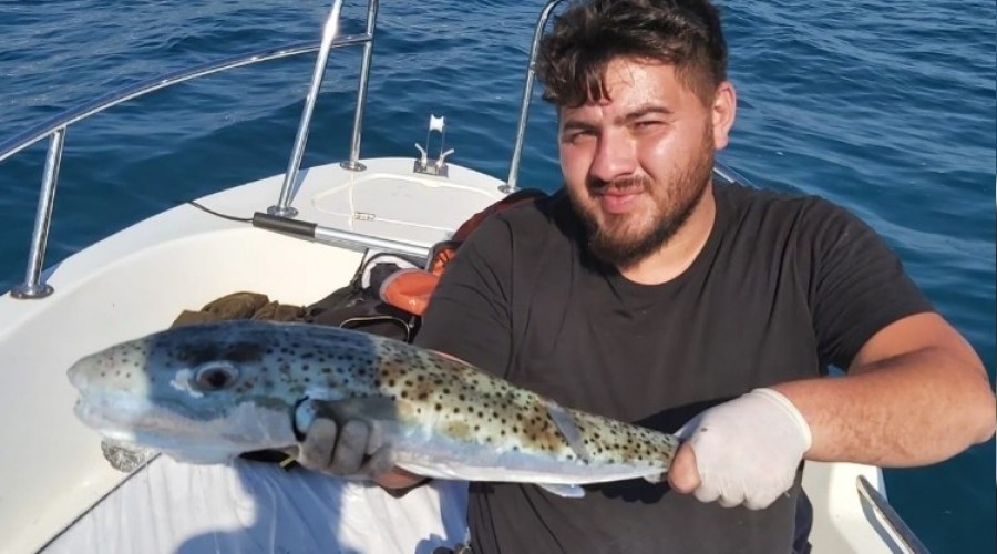 Balon balığı avı balıkçıları sevindirdi