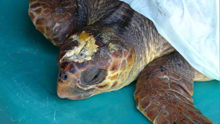 Başından yaralanan caretta caretta tedavi altına alındı