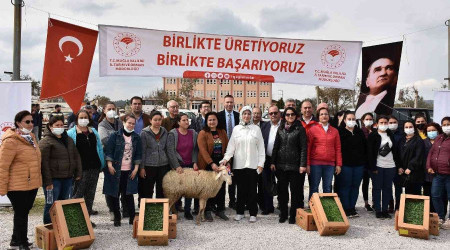 Bodrum ve Milas'ta 70 kadın üreticiye 700 koyun