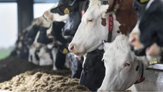 Bolu'da iki köy karantinaya alındı