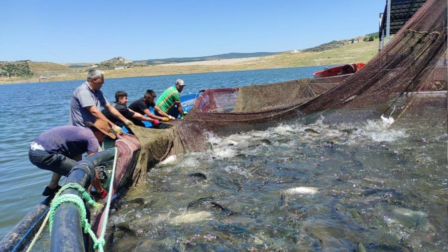 Bozkırın ortasında üretilen balıklar Avrupa'da sofraları süslüyor