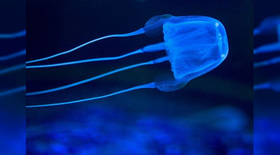 Bu denizanasını görürseniz hemen kaçın!