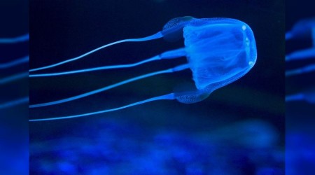 Bu denizanasını görürseniz hemen kaçın!