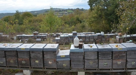 Bu yıl bal verimi düştü
